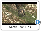 Arctic Fox Kids