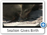 Sealion Gives Birth