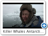 Killer Whales Antarctica